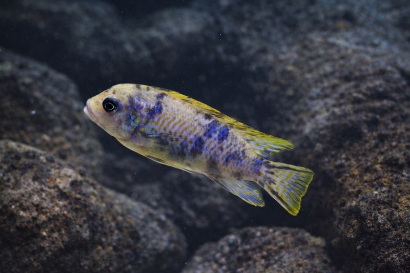 Maylandia fainzilberi 'Puulu'